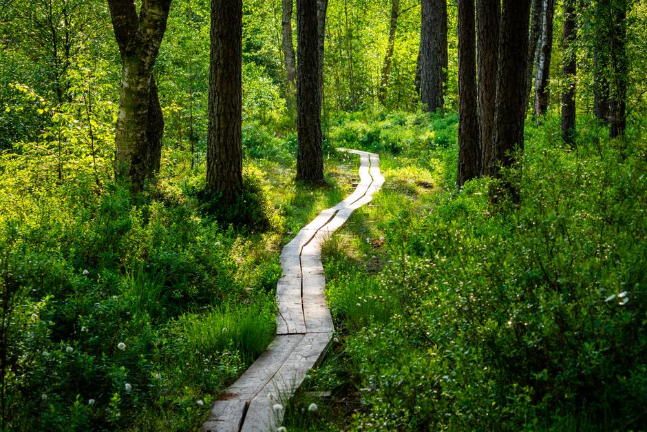 Hiking trail through forest
